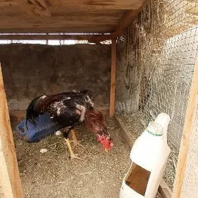 baysow yumurtga