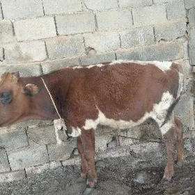 okuz tuwe