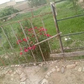 satlyk mellek yer