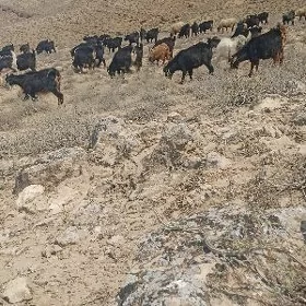 Çopan gerek