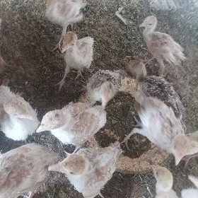 индук жуйже induk juyje