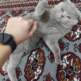 pişijek