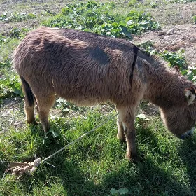 Eşek