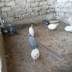 sisyarka yumurtga