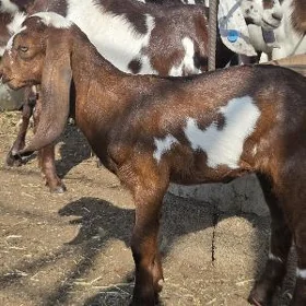 Pakistan owlaklar