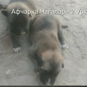 Афчарка Чагалари