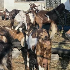 Pakistan geciler