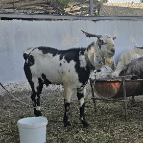 Pakistan Arginal teke