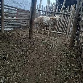 koçkar