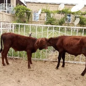 Göle