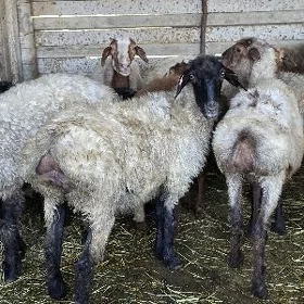 işşek