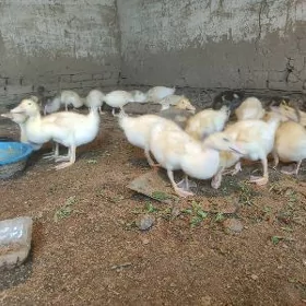 Ordek Gak Gak.