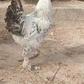 paroda et horazlar