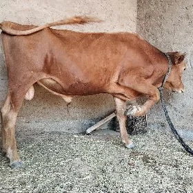 meýdan öküz