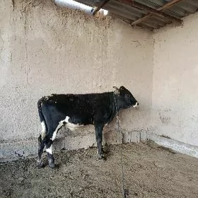 okuzce