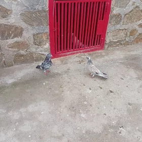 Kepderi