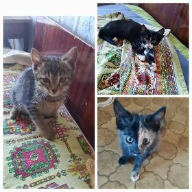 Котята