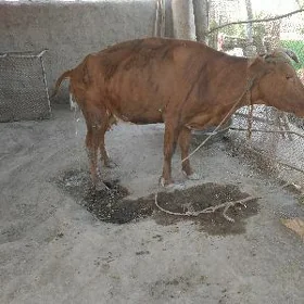 Sygyr tanaly