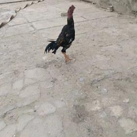horaz taskent paroda