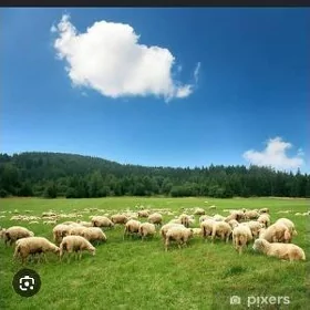 guyun, çopan gerek