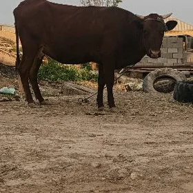bogaz sygyr