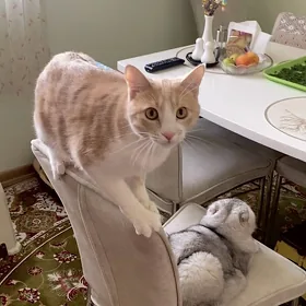 пропал котик
