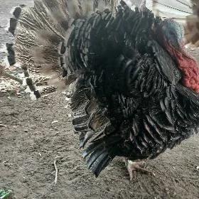 induk horaz
