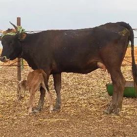 göleli.