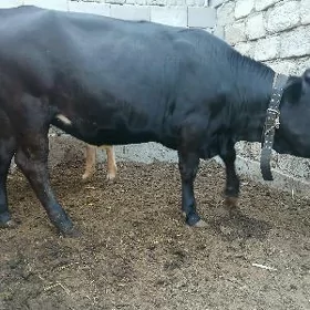 tuweler