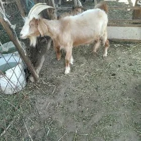 owlakly geçi