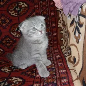 шотландский вислоухий котенок