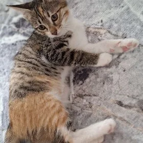 котенок