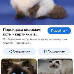 Перцитски сиямски кот PIŞIK