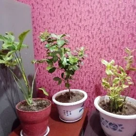 домашние цветы