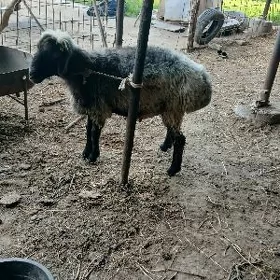 TOHUM GOÇ.