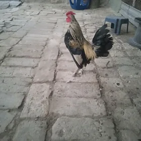 karlik towuk horaz