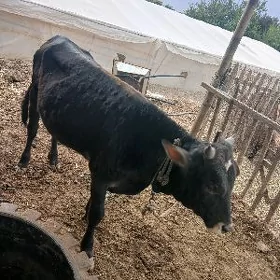okuzce