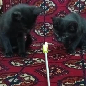 котята черные гладкошорстные