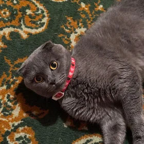 кошка
