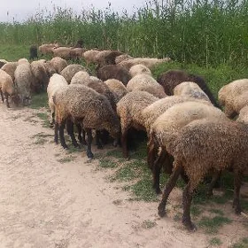 Biçikli goçkarlar