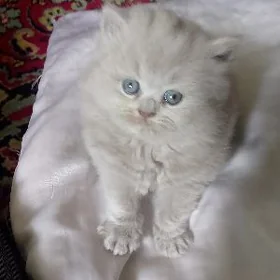 лиловый шотландский котенок