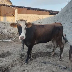 tüwe