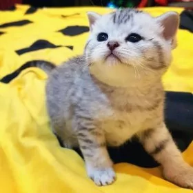 котёнок