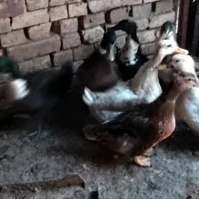 gak gak ördek