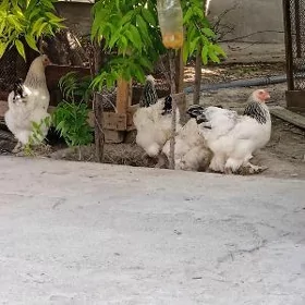 brama