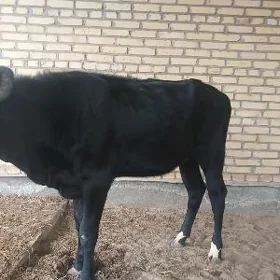 tohum guajyn