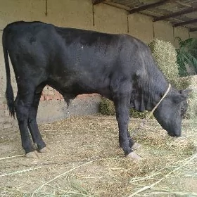 uly  öküz