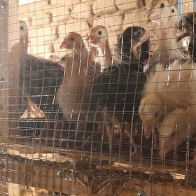 induk brama balgar karlyk juje