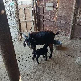 Geçi owlakly
