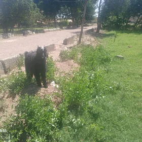 ekiz owlakly geçi